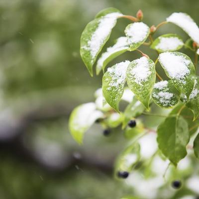 “雪落九九头,<strong></strong>农家发大愁”有啥预兆？