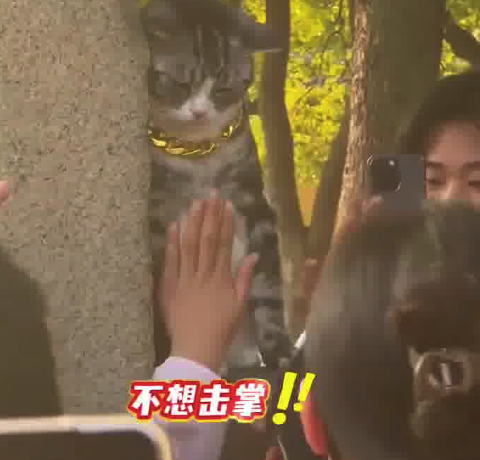 西园寺击掌猫猫疑似emo拒绝击掌 网友:周末了不想上班!