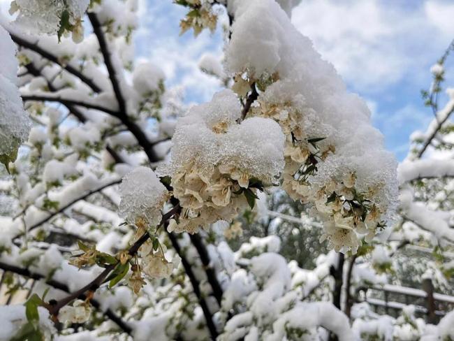 倒春寒又要来了吗 九九天气成关键