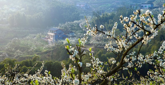 大足龙岗街道观音岩村,李花盛开。大足区委宣传部供图 第1眼tv-华龙网发